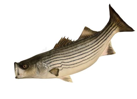 Striped Bass (Morone saxatilis). A Striped Bass isolated on a white background , #AFFILIATE, #Morone, #Bass, #Striped, #saxatilis, #background #ad Vector Graphics Illustrations, Striped Bass, Phish, Cooking On The Grill, Fresh Seafood, Maryland, Bass, White Background, Stock Images