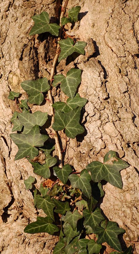 Ivy Photography, Climbing Ivy, Ivy Aesthetic, Interior Design Major, Distortion Art, Green Inspo, Ivy Vine, English Ivy, Vine Tattoos