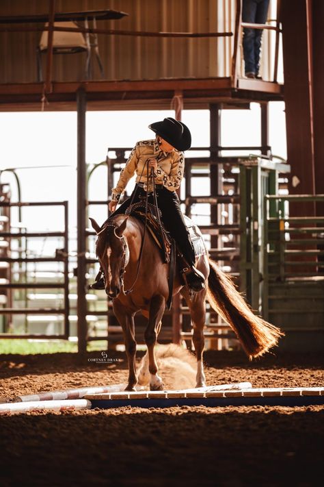 Western Pleasure Outfit, Mounted Shooting, Western Pleasure Horses, Western Trail, Western Horses, Horse Breeder, Horse Pics, Horse Ideas, Horse Colors