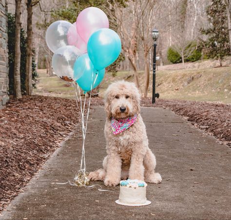 6 Months Dog Birthday, 1 Year Puppy Birthday, Dog One Year Birthday Photos, First Birthday Dog Photoshoot, Puppy Birthday Photoshoot, Puppy 1st Birthday Photo Shoot, Dog Bday Photoshoot, 1 Year Dog Birthday, Dogs First Birthday Photo Shoot