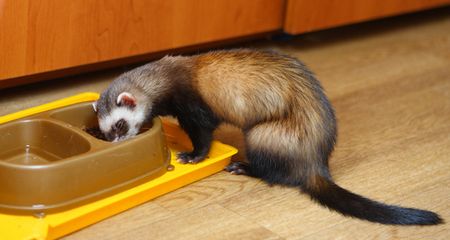 Ferret Diet & Nutrition: What do Ferrets Eat? Ferret Food Homemade, What Do Ferrets Eat, Ferret Diet, Ferret Food, Animal Food, Weight Calculator, Food Homemade, Natural Diet, Nutritional Deficiencies