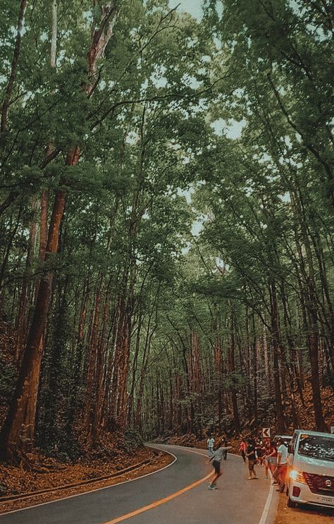 Man-made forest at Bilar, Bohol.  🌴  📷 Gale Bernales Man Made Forest In Bohol, Bohol, Nyx, Places To Go, Forest, Quick Saves