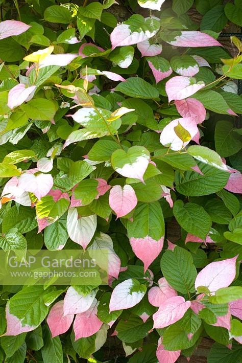 Actinidia kolomikta Alonsoa Meridionalis, Actaea Simplex 'brunette', Kolkwitzia Amabilis, Dischidia Nummularia Variegata, Callisia Pink Lady, Plant Photography, Cool Plants, Hedges, Garden Plants