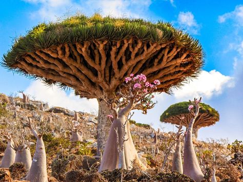 Dragon’s Blood Tree Image, Yemen - National Geographic Photo of the Day Dracaena Cinnabari, Unusual Trees, Magical Photos, Socotra Island, Dragon Blood Tree, Weird Trees, Amazing Trees, Socotra, Matka Natura