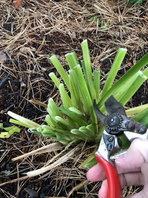 Day Lilies Care, Lily Care, Daylily Garden, Outside Plants, Day Lilies, Garden Plans, Garden Yard Ideas, Daylilies, Garden Tips