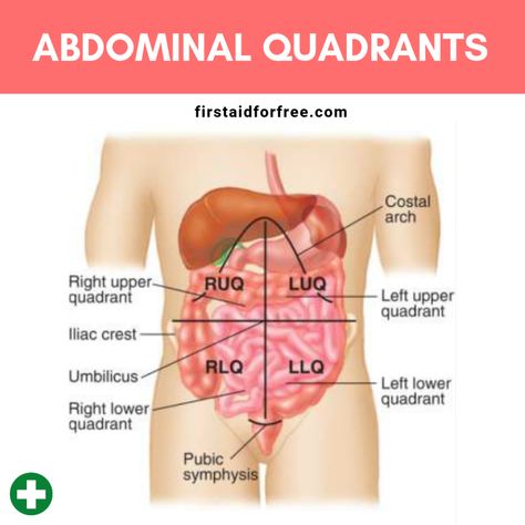 Abdominal pain can be a result of many conditions. In first aid, it is important is to decide when the condition is serious and time-critical. This is a difficult judgment because there are many... Abdominal Quadrants, Quadrants Of The Abdomen, Anatomy Education, Pain Assessment, Anatomy Organs, Large Bowel, First Aid Training, First Aid Cpr, Human Digestive System