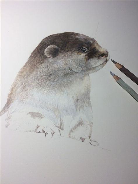 Coloured pencil work in progress. Drawing of an otter, wildlife series. Colored Pencil Drawings, Pencil Drawings Of Flowers, Pencil Techniques, Pencil Work, Colored Pencil Tutorial, Pencil Drawing Tutorials, Colored Pencil Techniques, Pencil Drawings Easy, Pencil Crayon