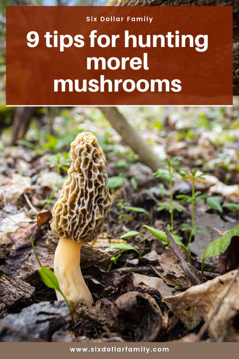 How To Clean Morel Mushrooms, Morell Mushrooms, Growing Morel Mushrooms, Moral Mushrooms, Mountain Medicine, Morel Recipes, Morel Mushroom Recipes, Tomatoes Plants Problems, Morel Mushroom Hunting