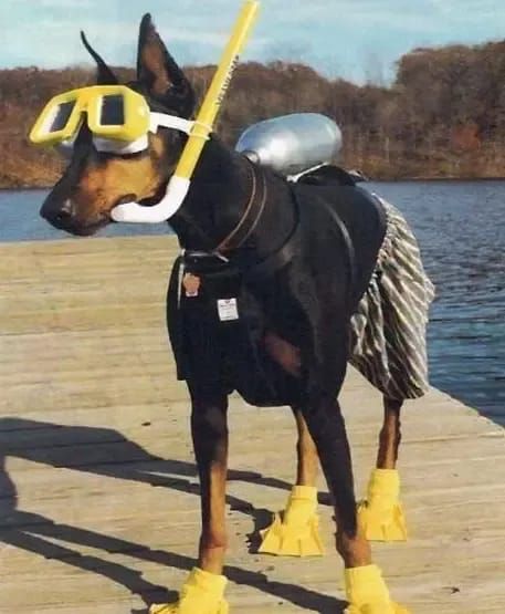 Doberman Pinscher is devoted to his owner and knows what he or she likes!😊But do you what your dog likes to do?🤔Let`s see!👌👌👌 Scuba Diving Gear, Diving Gear, Doberman, Scuba Diving, A Dog, Diving, Funny, Water, Animals