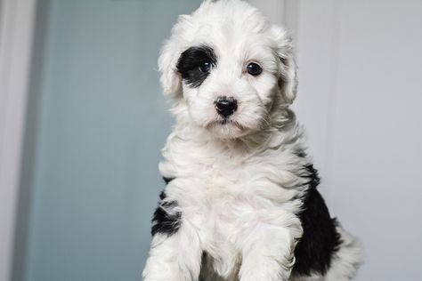 Mini Sheepadoodle, Sheepadoodle Puppy, English Sheepdog, Getting A Puppy, Puppy Gifts, Old English Sheepdog, Old English, Our Home, Fur Babies