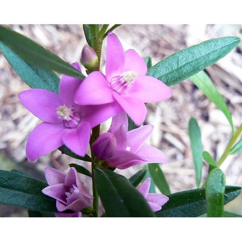 Crowea Wax Flower area small, dainty range of evergreen shrubs. It can be planted as an individual specimen or as attractive compact low hedge.  At Online Plants we have a range of the most succesful growing of these delightful hardy plants.   They grow best in full sun and partial shade, and prefer well drained loam.  Water moderately during excessive summer heat, or mulch to help retain moisture. Flower Shrubs, Beautiful Australia, Australian Natives, Australian Wildflowers, Wax Flower, Australian Native Flowers, Native Australians, Native Flowers, Australian Plants