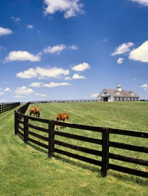 Thoroughbred Horses and KY Bluegrass Country Fences, Dream Horse Barns, Horse Fencing, Future Farms, Dream Life House, Farm Fence, Dream Barn, Barn Design, Horse Barns