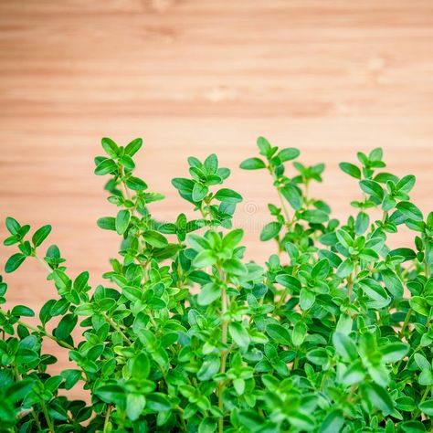 Closeup lemon thyme leaves from the herb garden. Thymus citriodorus (Lemon thyme or Citrus thyme) species of flowering plant in t stock photo Thymus Citriodorus, Making Herbal Tea, Moroccan Garden, Kitchen Gardening, T Photo, Indoor Flowering Plants, Lemon Thyme, Jade Plants, Small Space Gardening