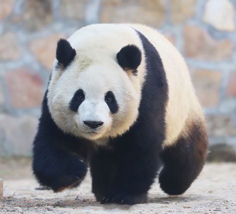 Giant Panda Meng Lan at Beijing Zoo in 2019 Giant Panda Photography, Panda Reference Photo, Panda Reference, Giant Panda Bear, Big Panda, Baby Cubs, Board Panda, Tattoo Nature, Giant Pandas