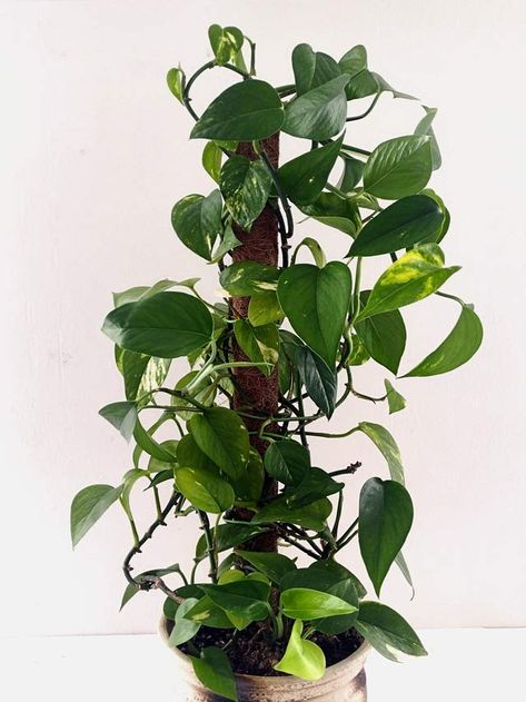 Porthos Plant, Ivy Houseplant, Pathos Plant, Mint Plant Care, Indoor Plant Trellis, Pothos Plants, Mint Plant, Devils Ivy, Moss Pole