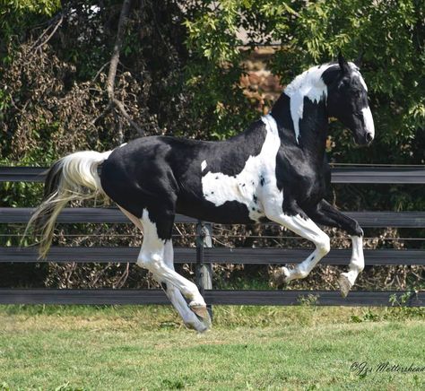 Horse Poses, Horse Coat Colors, Warmblood Horses, Pony Breeds, Horse Coats, Horse Colors, Pinto Horse, Most Beautiful Horses, Sport Horse