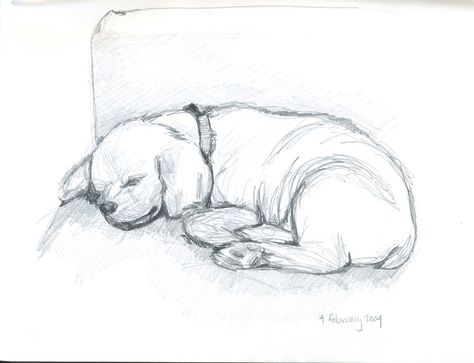 Sleeping Sketch, Drawing Sleeping, Dog Sleeping, Poodle Puppies, Sleeping Dogs, Dog Drawing, Learn To Draw, Tattoos And Piercings, Image Search