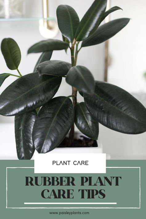 How to Care for Rubber Tree Plants - Paisley Plants Rubber Plant Indoor, Rubber Plant Care, Rubber Tree Plant, Fig Plant, Plant Care Tips, Household Plants, Plant Care Houseplant, Ficus Elastica, Rubber Plant