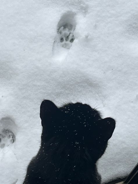 Snow Angels, Winter Photography, The Snow, Cat Breeds, Winter Boots, Shag Rug, Art Wallpaper, Cute Cat, Funny Cats