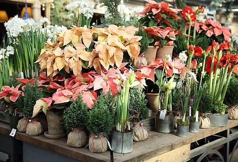 holidaynursery (805×550) Poinsettia Display, Forced Bulbs, Christmas Shop Displays, Garden Center Displays, Christmas Traditional, Christmas Open House, Urban Farmer, Christmas Blessings, Holiday Floral