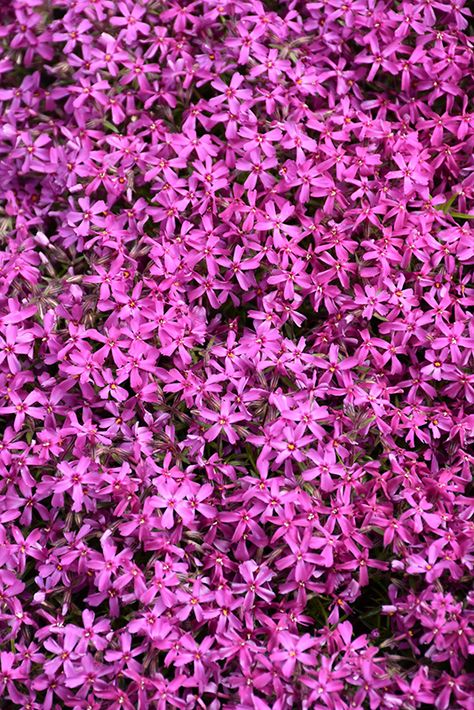 Click to view a full-size photo of Red Wings Moss Phlox (Phlox subulata 'Red Wings') at Tagawa Gardens Phlox Subulata, Moss Phlox, Garden Border Edging, Phlox Flowers, Parker Colorado, Low Water Gardening, Creeping Phlox, Alpine Garden, Garden Nursery