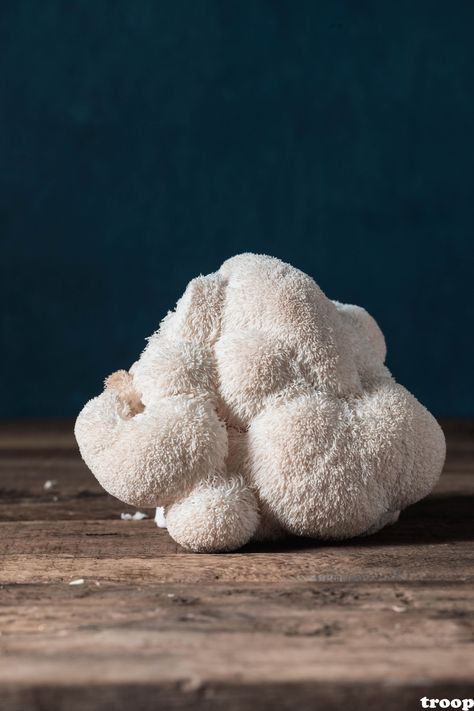 Lion's mane mushroom Mushroom Product Photography, Lion's Mane Mushrooms, Lion Mane Mushroom, Mushroom Facts, Lions Mane Benefits, Pretty Mushrooms, Functional Mushrooms, Fungi Illustration, Mushroom Photography