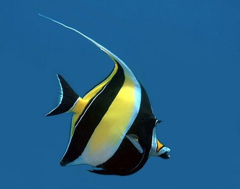 Moorish Idol Fish, Moorish Idol, Saltwater Aquarium Fish, Salt Water Fish, Ocean Fish, Beautiful Sea Creatures, Marine Fish, Cute Fish, Aquatic Animals