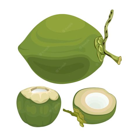 Premium Vector | Coconut young fruit vector art illustration Coconut Illustration, Fruit Vector, Vector Art Illustration, Vector Photo, Art Illustration, Premium Vector, Packaging Design, Graphic Resources, Vector Art