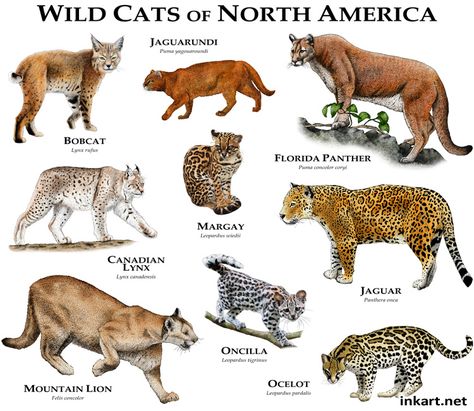 Fine art illustration of all extant species of felines native to North America Wild Cat Species, America Poster, Small Wild Cats, Cat Species, Mountain Lion, Wildlife Artists, Animal Species, Cat Family, Animal Facts