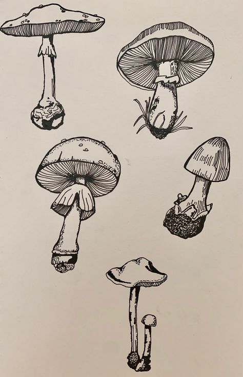 Mushroom Drawing Line Art, Line Art Detailed, Mushroom Drawing Detailed, Sketchbook Ideas Mushrooms, Mushroom Art Tattoo, Pen Mushroom Drawing, Mashrom Drawing Ideas, Mushroom Ink Drawing, Realistic Mushroom Drawing