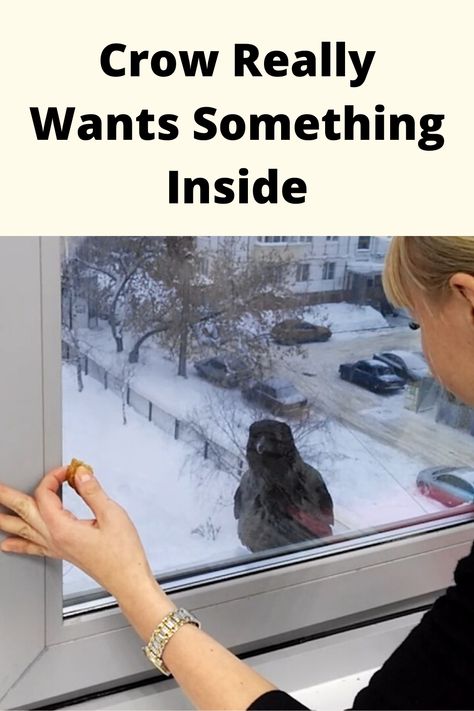 Smart Crow Visits An Office | Funny Animals |  #funny Office Funny, Animals Funny, Black Bird, Beautiful Creatures, Animal Photography, Animals Wild, Funny Animals, Cute Animals, Birds