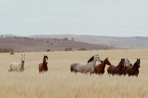 Beige Western Aesthetic, Horse Macbook Wallpaper, Horse Computer Wallpaper, Macbook Wallpaper Aesthetic Western, Horse Ipad Wallpaper, Macbook Western Wallpaper, Cowgirl Aesthetic Wallpaper Laptop, Western Laptop Wallpaper Horizontal, Barnyard Aesthetic