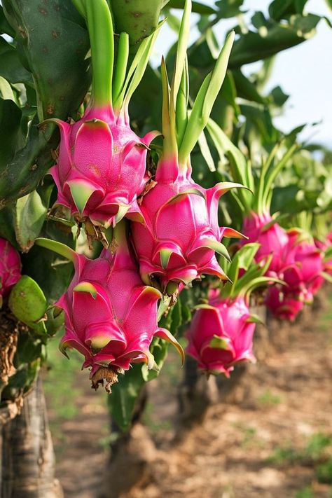 "🌵🌺 Dragon fruit is a stunning and delicious addition to any garden, and the best part is—you can grow it right at home! With these tips, you'll learn how to cultivate this exotic beauty, from choosing the right variety to providing the perfect growing conditions. Whether you're an experienced gardener or a beginner, growing dragon fruit is a rewarding and eye-catching way to enhance your space. 😋🌿 #GrowingDragonFruit #ExoticGardening #TropicalPlants #HomeGarden" Growing Dragon Fruit, Dragon Fruit Flower, How To Grow Dragon Fruit, Ganesha Art Illustration, Dragon Fruits, Dragon Fruit Plant, Strange Flowers, Ganesha Art, Dragon Fruit