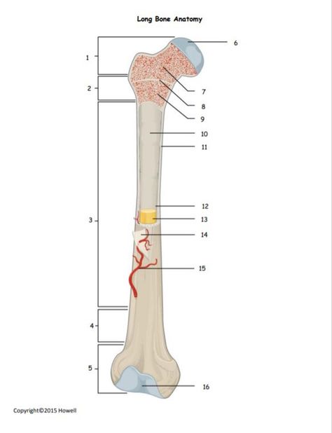 Long Bone Anatomy, Anatomy Projects, Physiology Notes, Physiology Study, Skeleton System, Bone Anatomy, Big School, Anatomy Lessons, Pe Ideas