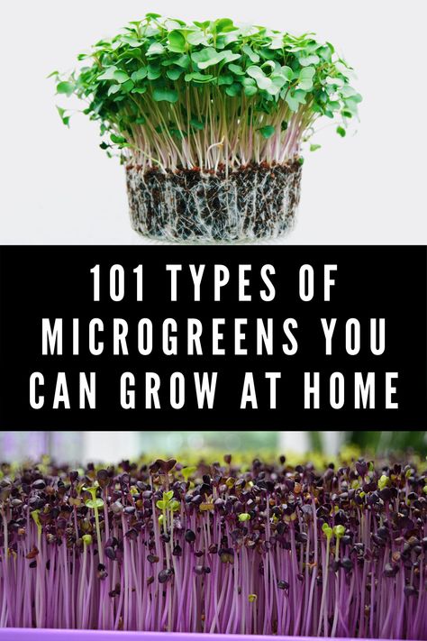 Different Types Of Gardens, Grow Sprouts At Home, Growing Microgreens At Home, Uses For Microgreens, Microgreen Garden, How To Grow Microgreens At Home, Quinoa Microgreens, How To Use Microgreens In Food, Microgreen Growing At Home