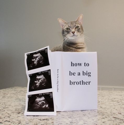 Birth Announcement With Cat, Cute Ways To Tell Him I’m Pregnant, Baby Announcement With Cat, Cat Baby Announcement, Pregnancy Announcement With Cat, Cat Pregnancy Announcement, Ways To Tell Your Husband Your Expecting, Unique Pregnancy Announcement Families, Winnie The Pooh Pregnancy Announcement