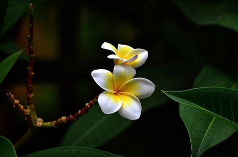 Pretty Flowers Pictures, Double Exposure Portrait, Plumeria Flowers, Wallpaper Nature Flowers, Flower Photos, Flower Pictures, Flowers Photography, Nature Pictures, Pretty Flowers