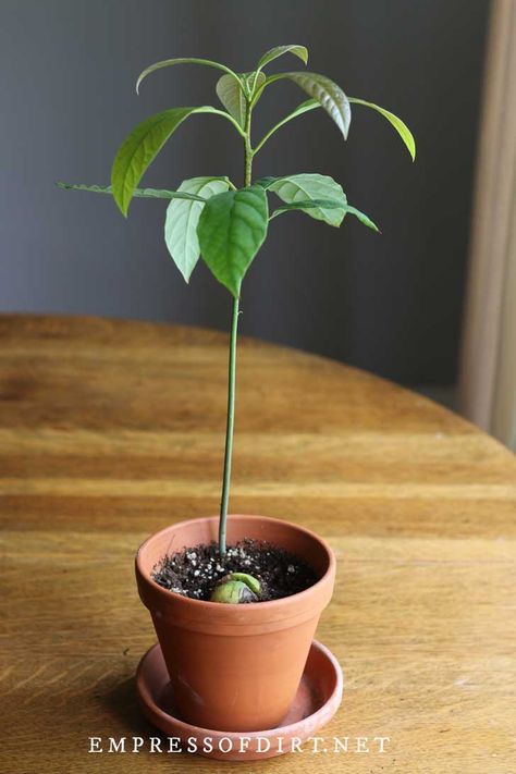 here How to Grow an Avocado from Seed (Easy Method) PUBLISHED ON DECEMBER 5, 2021 ♛ BY MELISSA J. WILL Grow Avocado From Seed, How To Grow Avocados, Avocado From Seed, Avocado Plant From Seed, Growing Avocado, Avocado Seed Growing, Mango Plant, Avocado Pits, Avocado Pit