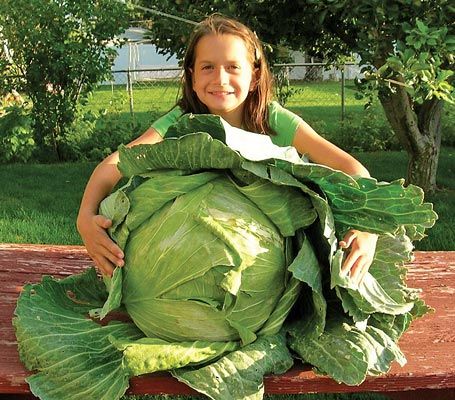 The Garden of Eaden: HOW TO GROW GIANT CABBAGES Kids Vegetable Garden, Courtyard Plants, Giant Vegetable, Cabbage Plant, Cabbage Seeds, Kids Vegetables, Cabbages, Fruit Garden, Diy Life Hacks