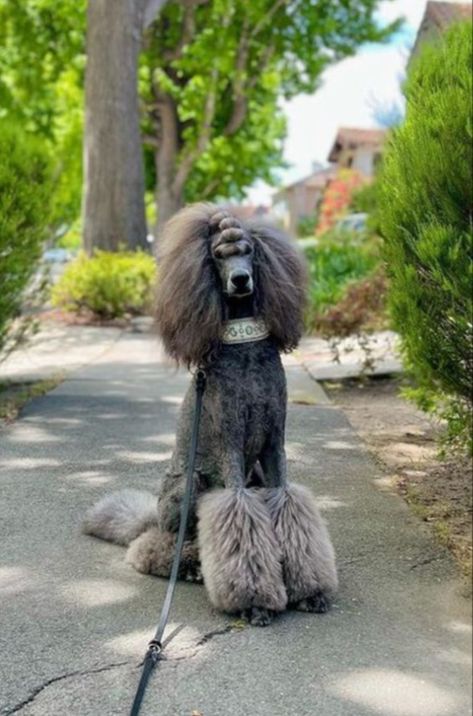 Poodle Haircut Styles Funny, Poodle Teddy Bear Cut, Poodle Hairstyles, Poodle Haircut Styles, Poodle Hair, Poodle Haircut, Dog Grooming Styles, Poodle Cuts, Puppy Grooming