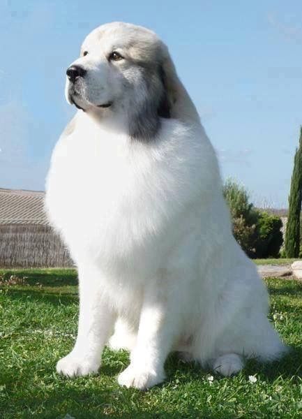 pretty big dog Pyrenees Puppies, Pyrenean Mountain Dog, Great Pyrenees Dog, Terra Nova, Great Pyrenees, White Dog, Mountain Dog, Sweet Dogs, White Dogs