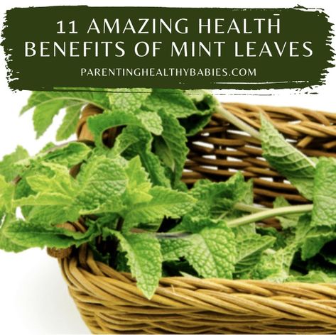 Mint has a variety of advantages ranging from aiding digestion to maintaining your breath fresh for an extended period of time. Here are 11 Amazing Health Benefits of Mint Leaves. #benefitsOfdrinkingmintwaterinmorning #benefitsofmintleavesonskin #mintleavesbenefitsforhair #mintleavesbenefitsforweightloss #mintleavesuses #mintmedicinaluses Mint Benefits Health, Benefits Of Mint Leaves, Mint Leaves Benefits, Mint Benefits, Breath Mints, Mint Water, Edible Wild Plants, Mint Oil, Kids Healthy