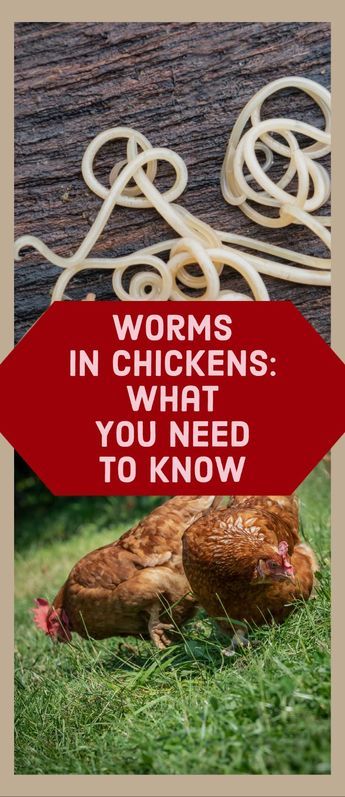 Chicken Breeds For Eggs, Undercooked Chicken, Types Of Worms, Backyard Chicken Farming, Chicken Health, Chicken Eating, Laying Hens, Raising Backyard Chickens, Chicken Coop Plans