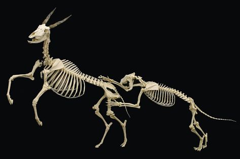 Skeletons! | Bone Builders' Babies | TheBoneman.com Lion Attacking, Terryl Whitlatch, Animal Skeleton, Skeleton Movement, Skull Reference, Animal Skeletons, Skeletal System, Vulture Culture, Animal Anatomy