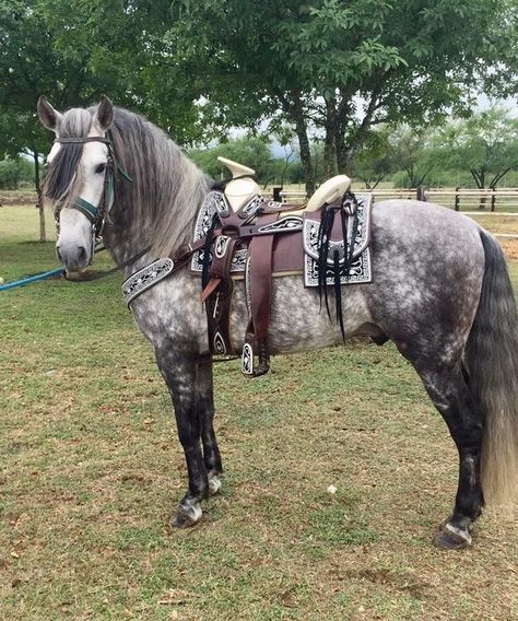 Western Horse Tack Turquoise, Horse Lead, Horse Riding Clothes, Western Horse Tack, Most Beautiful Horses, Appaloosa Horses, Majestic Horse, All The Pretty Horses, Pretty Animals