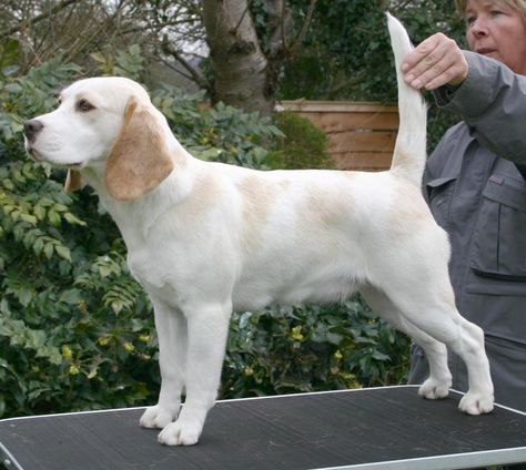 Lemon/white beagle. Lemon Beagle Puppy, Grand Basset Griffon Vendeen, White Beagle, Lemon Beagle, Dog Types, Beagle Breeds, Beagle Hound, Petit Basset Griffon Vendeen, Hunter Dog