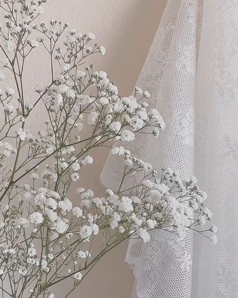 Angel Breath Flowers, Angels Breath Flowers, Babies Breath Aesthetic, Oksana Core, Baby’s Breath Flowers, Baby Breath Aesthetic, Babys Breath Aesthetic, Leadership Pictures, Friend Portraits