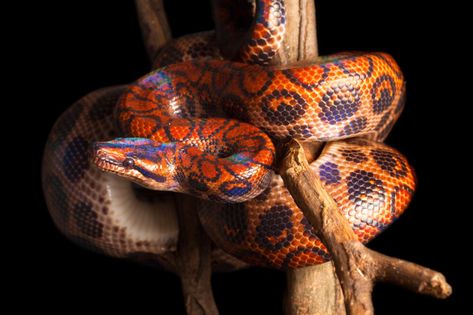 Brazilian Rainbow Boa Care, Appearance, Enclosure & Temperament Types Of Snakes, Snake Video, Brazilian Rainbow Boa, Inland Taipan, Vine Snake, Green Anaconda, Snake Photos, Reptile Hide, Hognose Snake