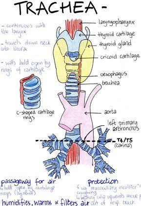 Trachea Anatomy, Pharynx Anatomy, Larynx Anatomy, Lungs Anatomy, Medical Terminology Study, Studie Hacks, Gross Anatomy, Human Psychology, Nursing School Motivation