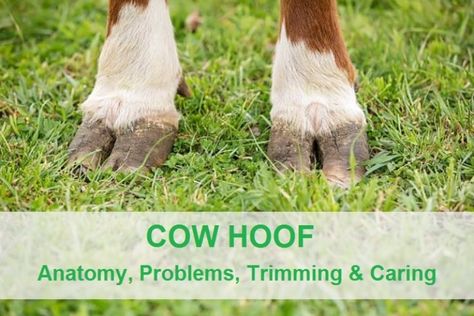 Cow Hoof Hoof Anatomy, Cow Hoof, Raising Cows, Cow Hooves, Miniature Cows, Hoof Care, Farm Life, Anatomy, Cow